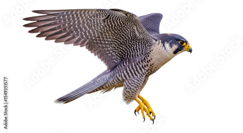 Foto Isolated falcon
