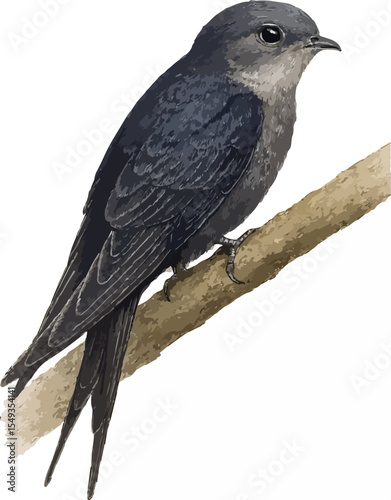 Collocalia linchi