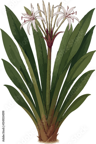 Crinum asiaticum