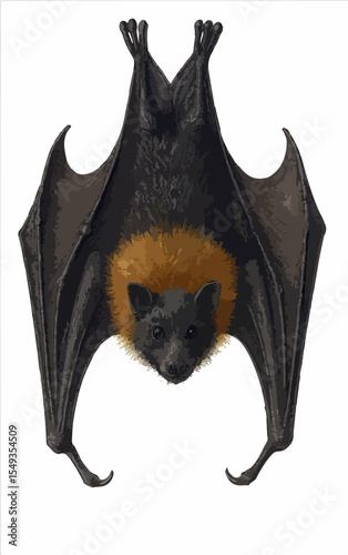 Pteropus rodricensis
