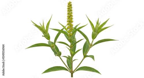 Isolated Lysimachia thyrsiflora Plant