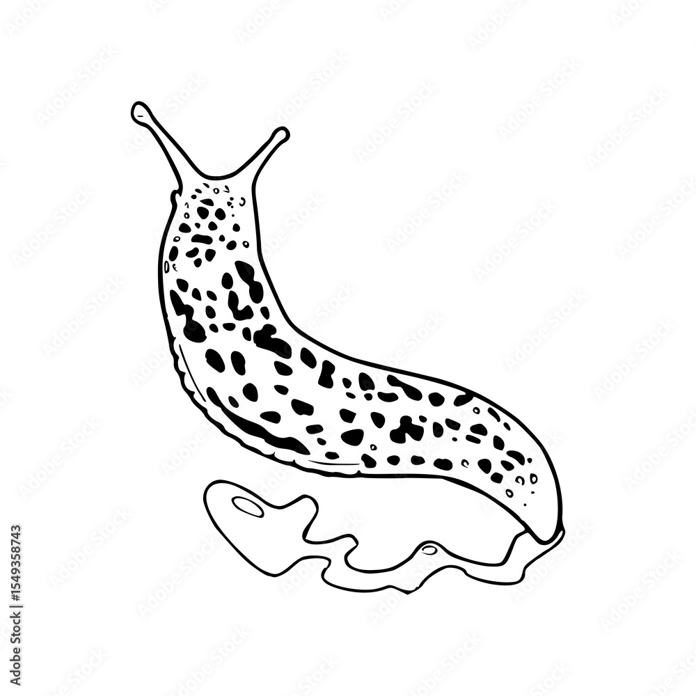 Fototapeta premium leopard slug vector illustration