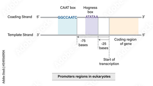 Prokaryotic Promoter Region Vector Illustration Coding Strand Template Strand Minus 35 Sequence Pribnow Box Transcription Initiation EPS Format White Background

