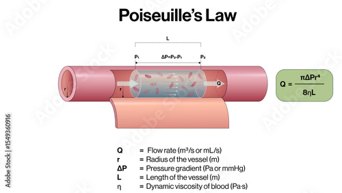 Poiseuille Law Vector Illustration Laminar Flow Through Narrow Tube Fluid Dynamics Blood Flow Resistance Equation EPS Format White Background

