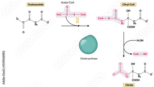Citrate Formation from Oxaloacetate and Acetyl CoA Vector Illustration Citrate Synthase Reaction TCA Cycle Step EPS Format White Background
