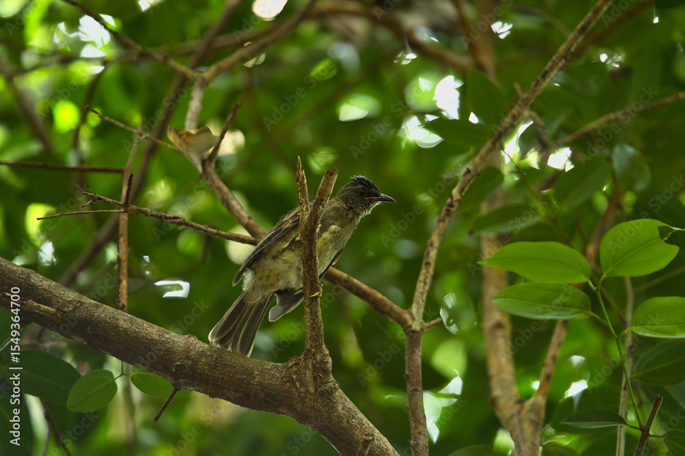 Single Seychelles bulbul bird on branch, Mahe, Seychelles Single Seychelles bulbul bird on branch, Mahe, Seychelles