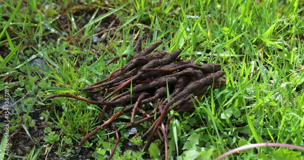 Chinese Caterpillar Fungus market in China Chinese Caterpillar Fungus market in China