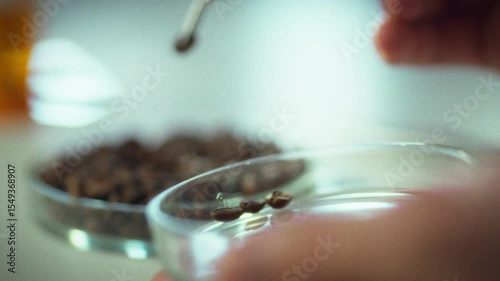 A person uses tweezers to carefully place coffee beans into a petri dish filled with liquid. This process, taking place in a laboratory, aims to analyze the beans for quality testing