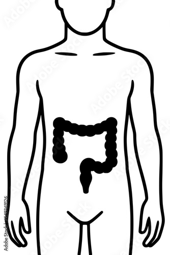 vector illustration of a human body, man, highlighting colon