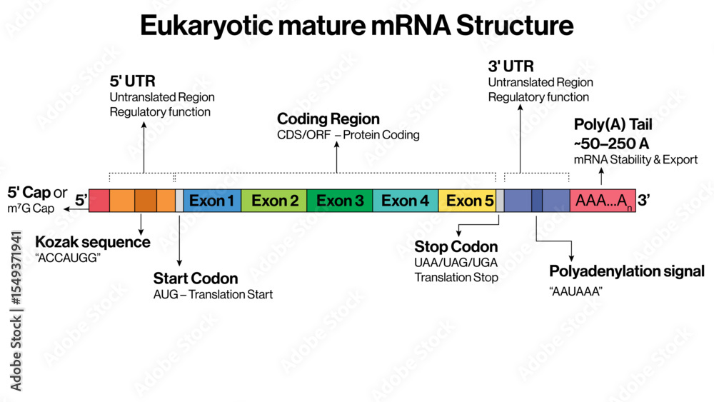 Fototapeta premium Eukaryotic Mature mRNA Structure Vector Illustration 5 Prime Cap Poly A Tail Start Codon Coding Region Stop Codon Transcription Product EPS Format White Background