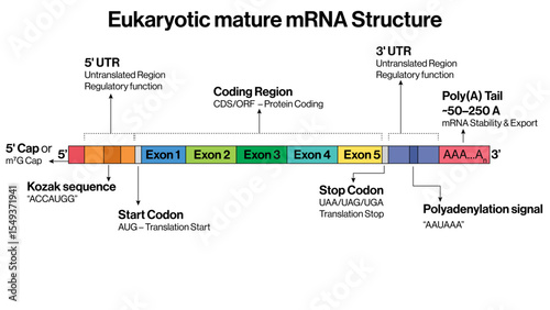 Eukaryotic Mature mRNA Structure Vector Illustration 5 Prime Cap Poly A Tail Start Codon Coding Region Stop Codon Transcription Product EPS Format White Background

