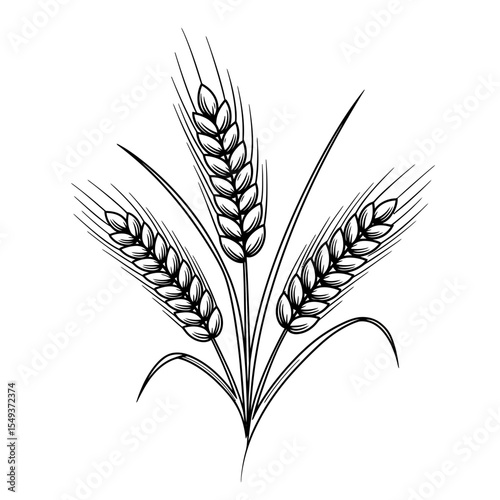Three wheat stalks with detailed black line drawing silhouette