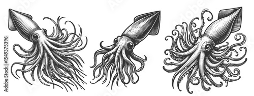 Squid Set collection bundle sketch engraving generative ai vector illustration. Scratch board imitation. Black and white image.
