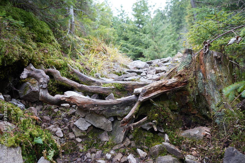 Fototapeta premium old tree stump