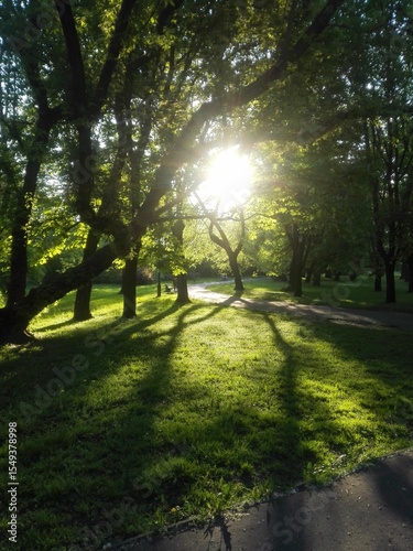 meadow,
flowers,
mushrooms