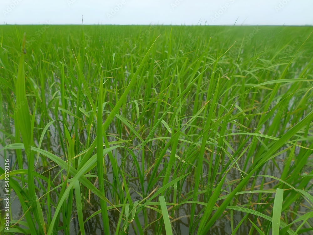 Obraz premium Small green rice plants in early growth stage, lush rice crop field during early cultivation, green rice seedlings growing in paddy field