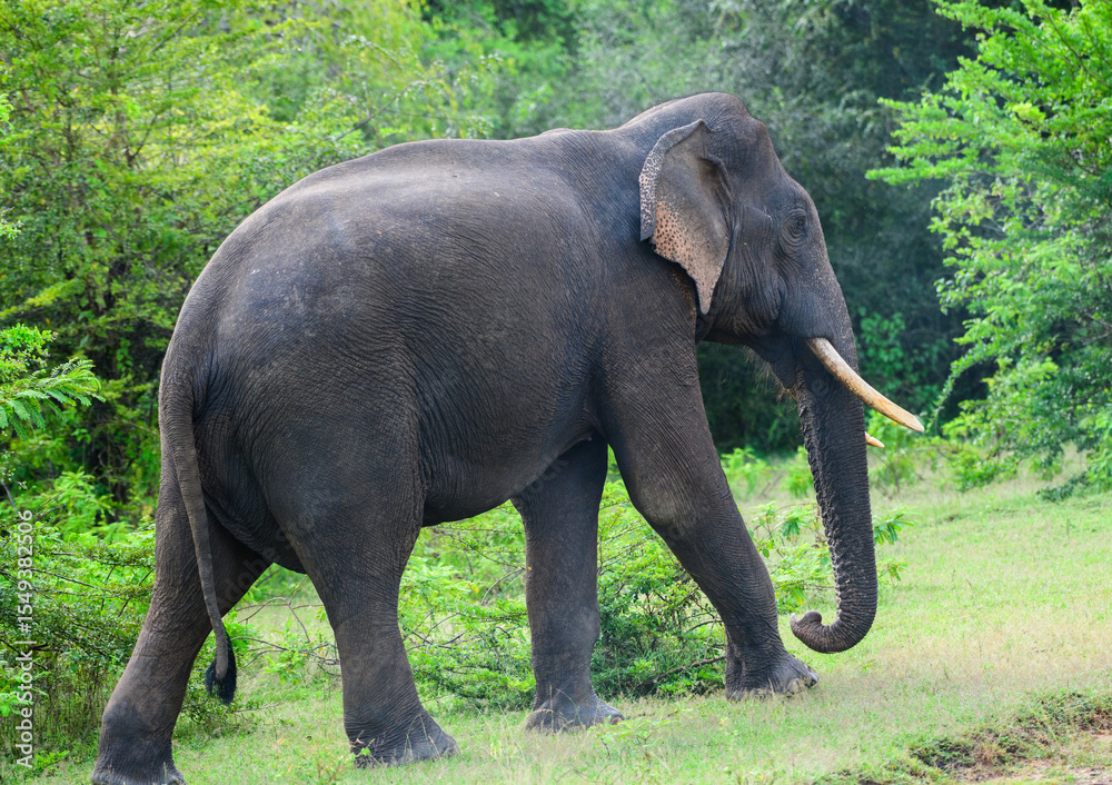 Fototapeta premium Sri Lankan tusker elephant walks calmly surrounded by lush greenery in Yala National Park