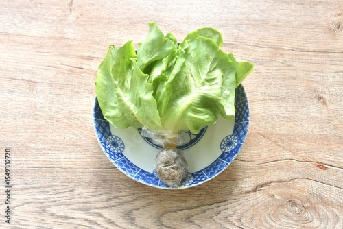 fresh green cos or  Romaine lettuce vegetable salad with drop of water arranging on plate