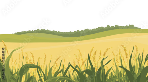 Close-Up of Ripe Corn on the Cob in Green Field – Fresh Agricultural Harvest Concept