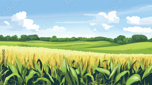 Close-Up of Ripe Corn on the Cob in Green Field – Fresh Agricultural Harvest Concept