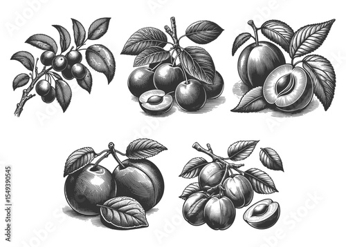 Plum Set collection bundle sketch engraving generative ai vector illustration. Scratch board imitation. Black and white image.