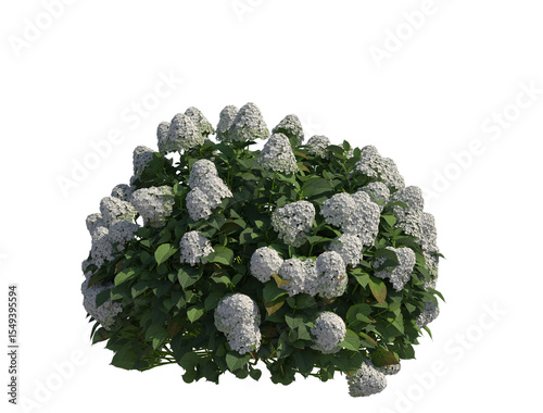 White hydrangea bush isolated on transparent background