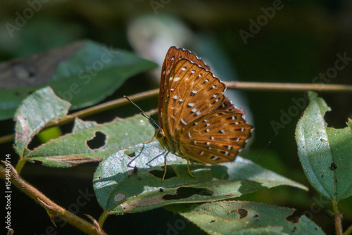 Fotografi _PAP7278.NEF
