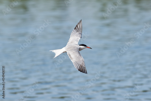 Common tern (Sterna hirundo)