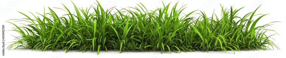 Wild grass patch with mixed green shades, isolated on white background Wild grass patch with mixed green shades, isolated on white background
