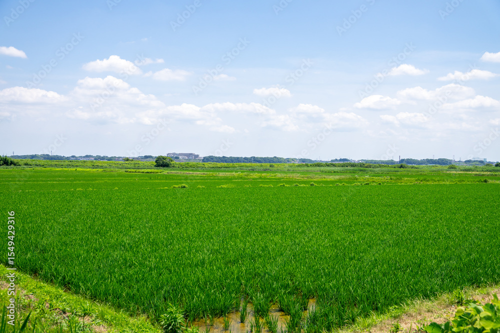 Fototapeta premium 田園風景