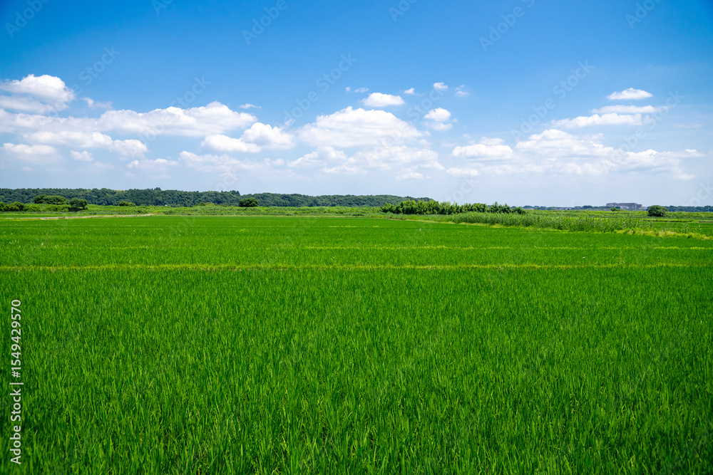Fototapeta premium 田園風景
