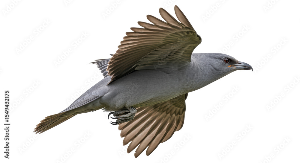 Obraz premium Isolated bird flying