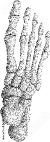 Human Foot Skeleton: A detailed illustration of a human foot skeleton, showcasing the intricate network of bones essential for movement and support.