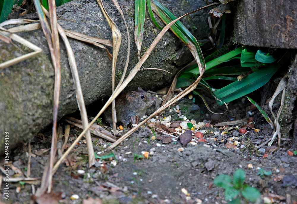 Obraz premium Bank voles beneath the bird feeders