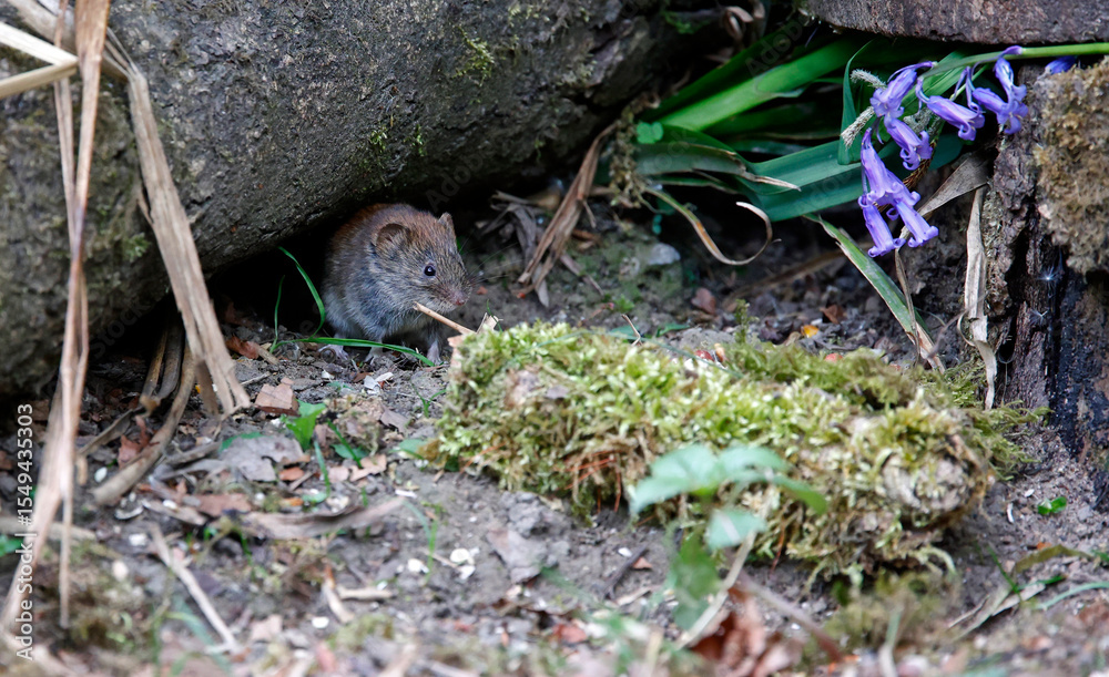 Fototapeta premium Bank voles beneath the bird feeders