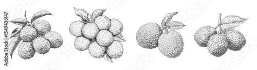 Lychee illustration in vintage sketch style with fruit and vector draw details. Litchi botanical icon with engraving and ink etching. Retro black and white tropical art.
