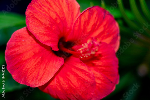 White and yellow plumeria flower with green leaves
