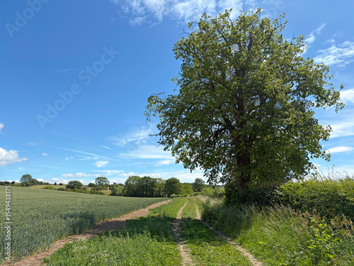 Crop of wheat in a field in June, United Kingdom