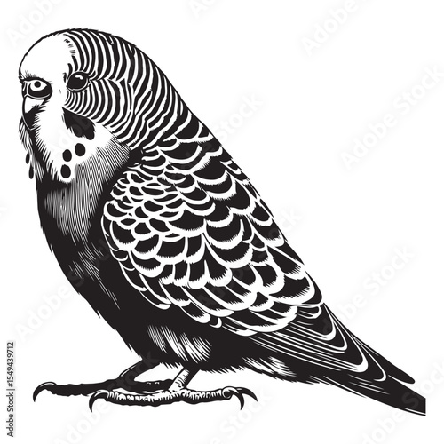 black and white parrot