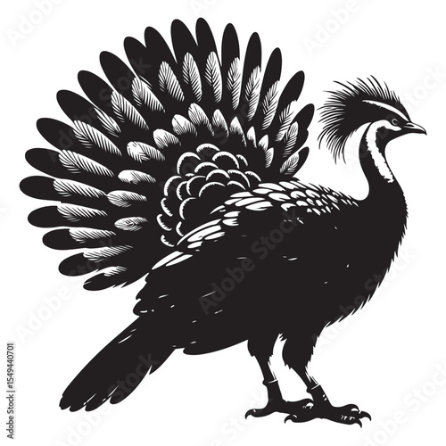 turkey cock vector illustration