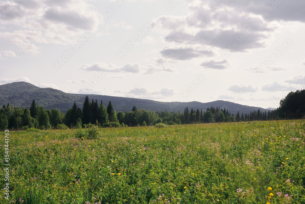 Fototapeta premium summer landscape in the mountains