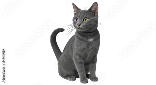 Isolated Russian Blue Cat