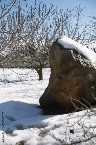 bare tree and rocks in the snow