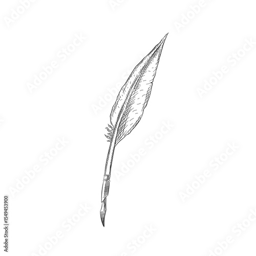 feather quill pen antique vector line art hand drawn illustration