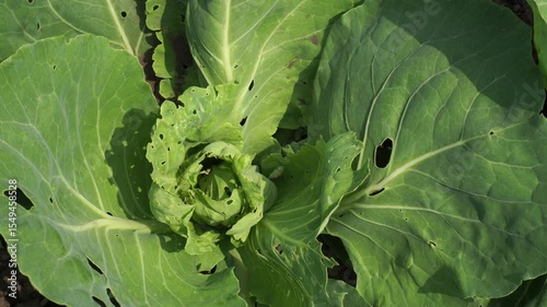  of young heads of white cabbage in a garden bed in summer as a concept of growing organic food on your own