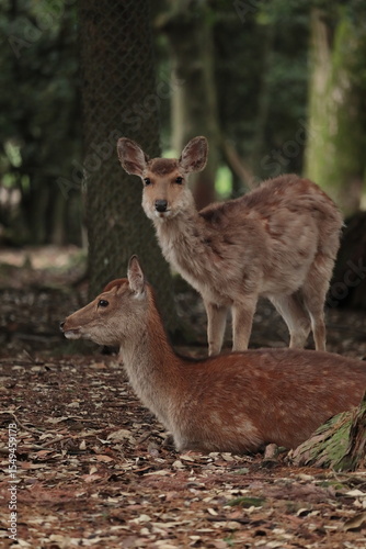 奈良　奈良公園　奈良の鹿　奈良鹿