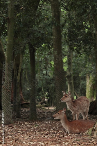 奈良　奈良公園　奈良の鹿　奈良鹿