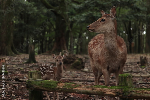 奈良　奈良公園　奈良の鹿　奈良鹿