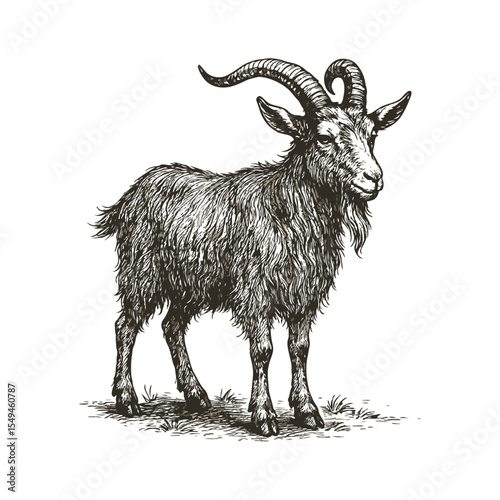 Detailed Monochrome Illustration of a Majestic Goat with Intricate Horns Standing Proudly in a Grassy Field