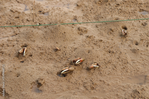 fiddler crab on a tidal flat